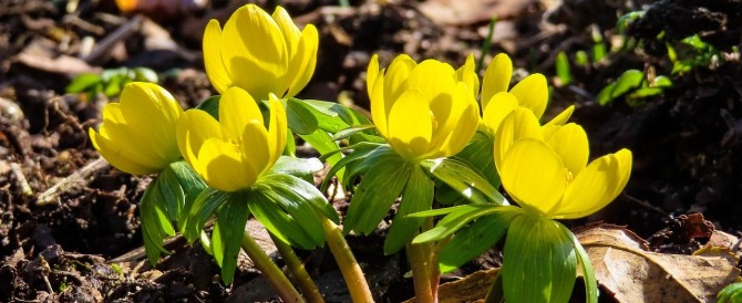 Winterlinge strecken die gelben Köpfe durch Winterlaub am Waldboden