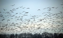 Symbolbild Himmel mit Vögeln 