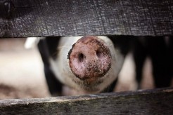 Symbolbild Schwein 